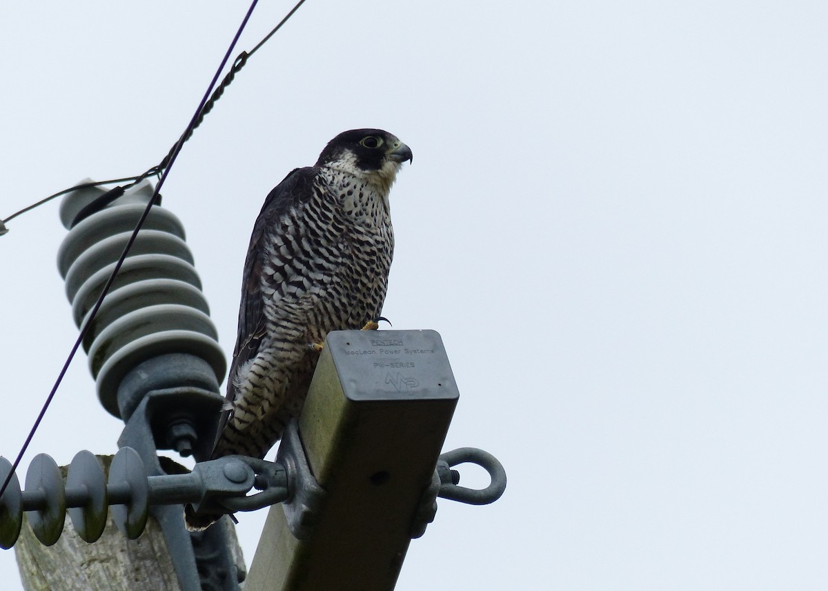 Peregrine Falcon - ML74985591