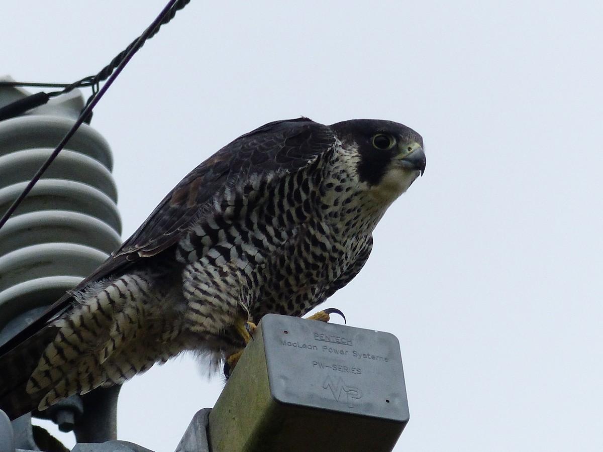 Peregrine Falcon - ML74985701