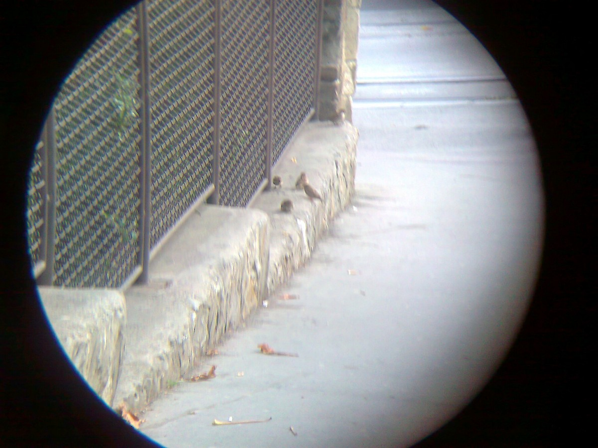 House Sparrow - ML74985941
