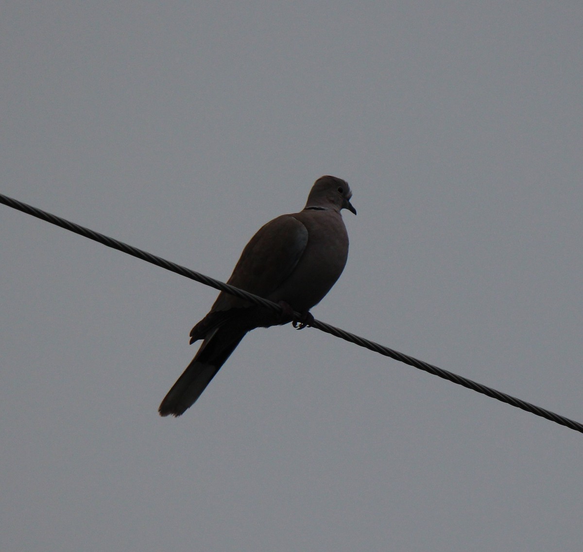 Eurasian Collared-Dove - ML74986381