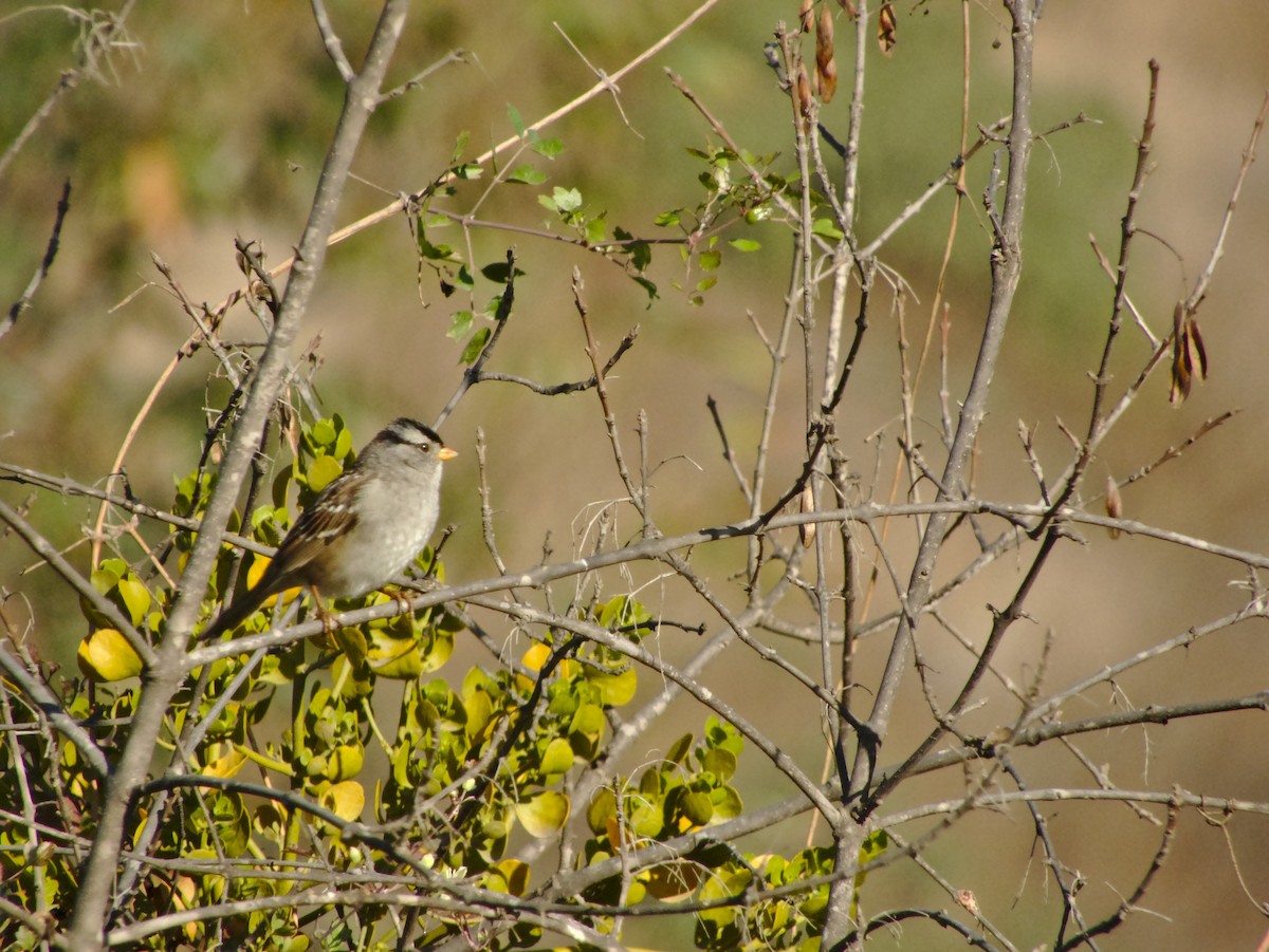 Bruant à couronne blanche - ML74986601