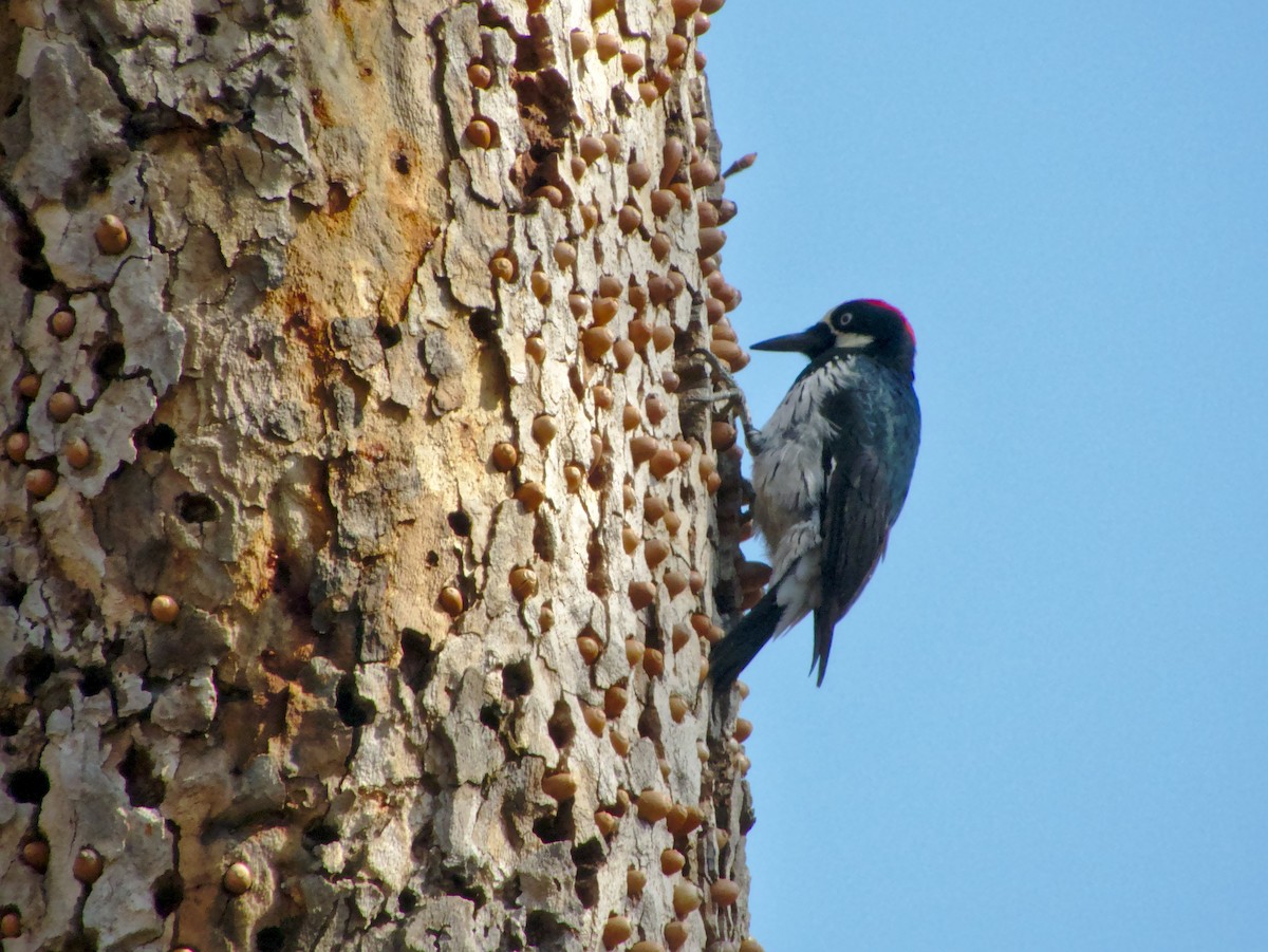 Acorn Woodpecker - ML74986881