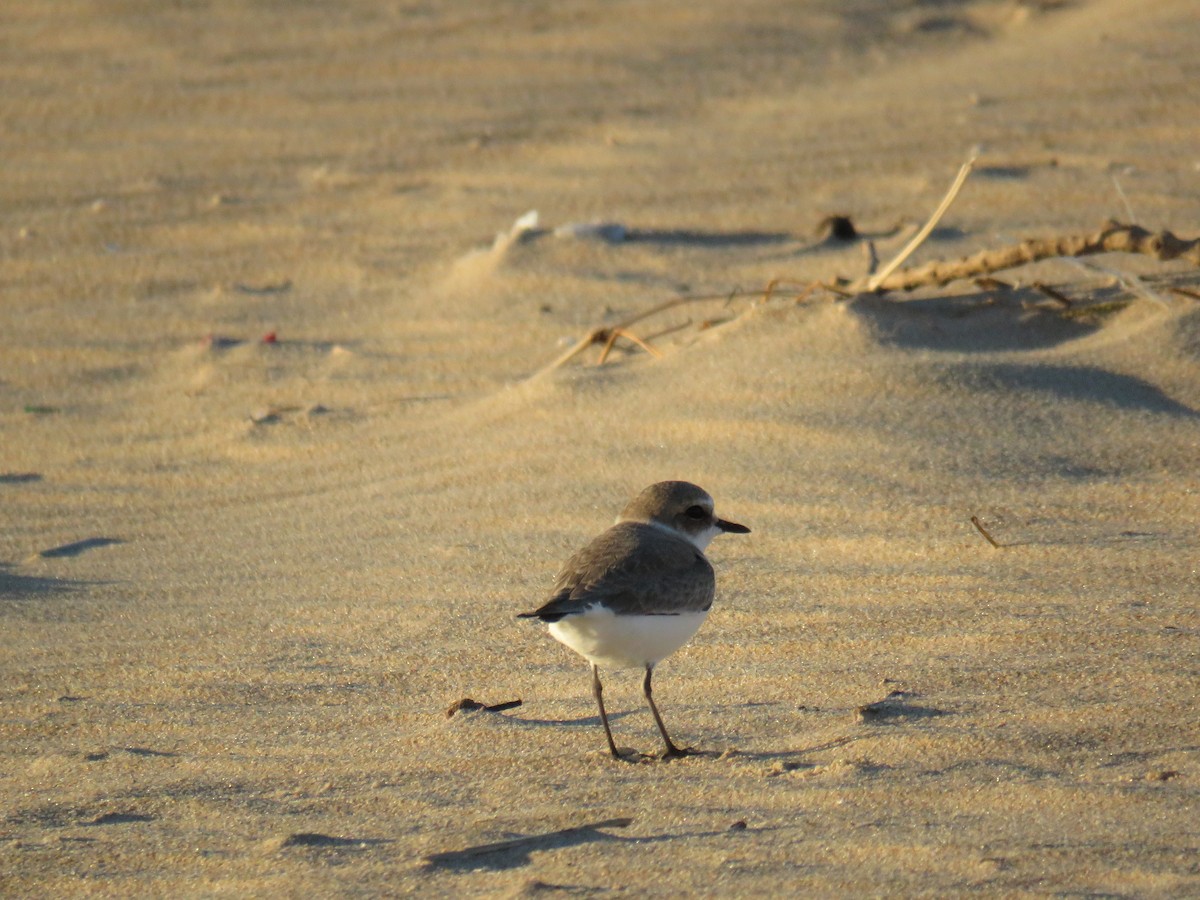 Kentish Plover - ML74987041