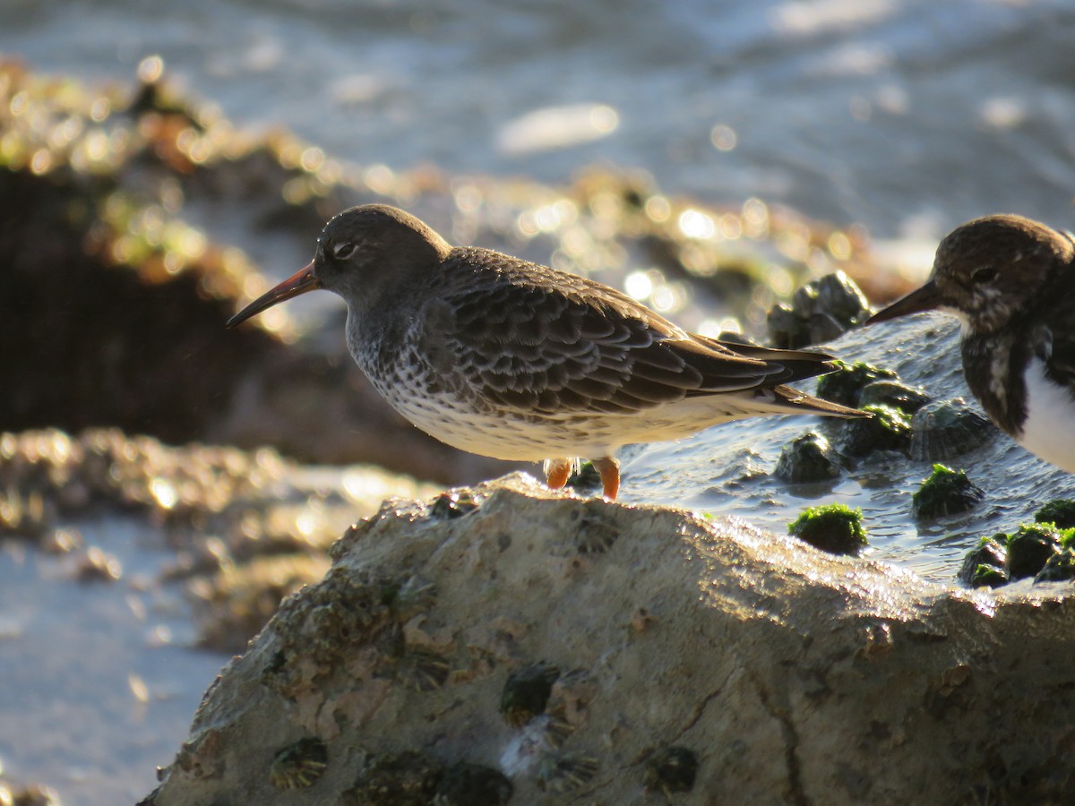 Purple Sandpiper - ML74987241