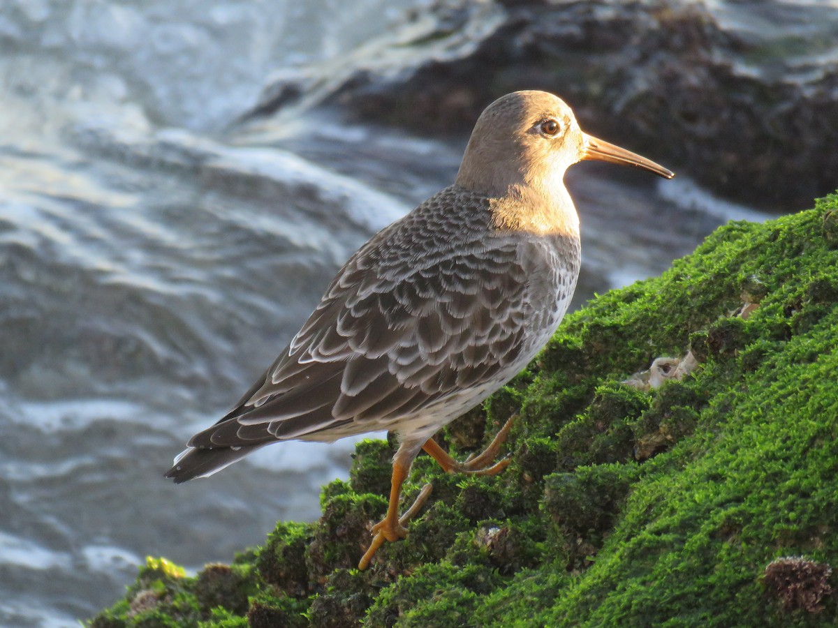 Purple Sandpiper - ML74987271