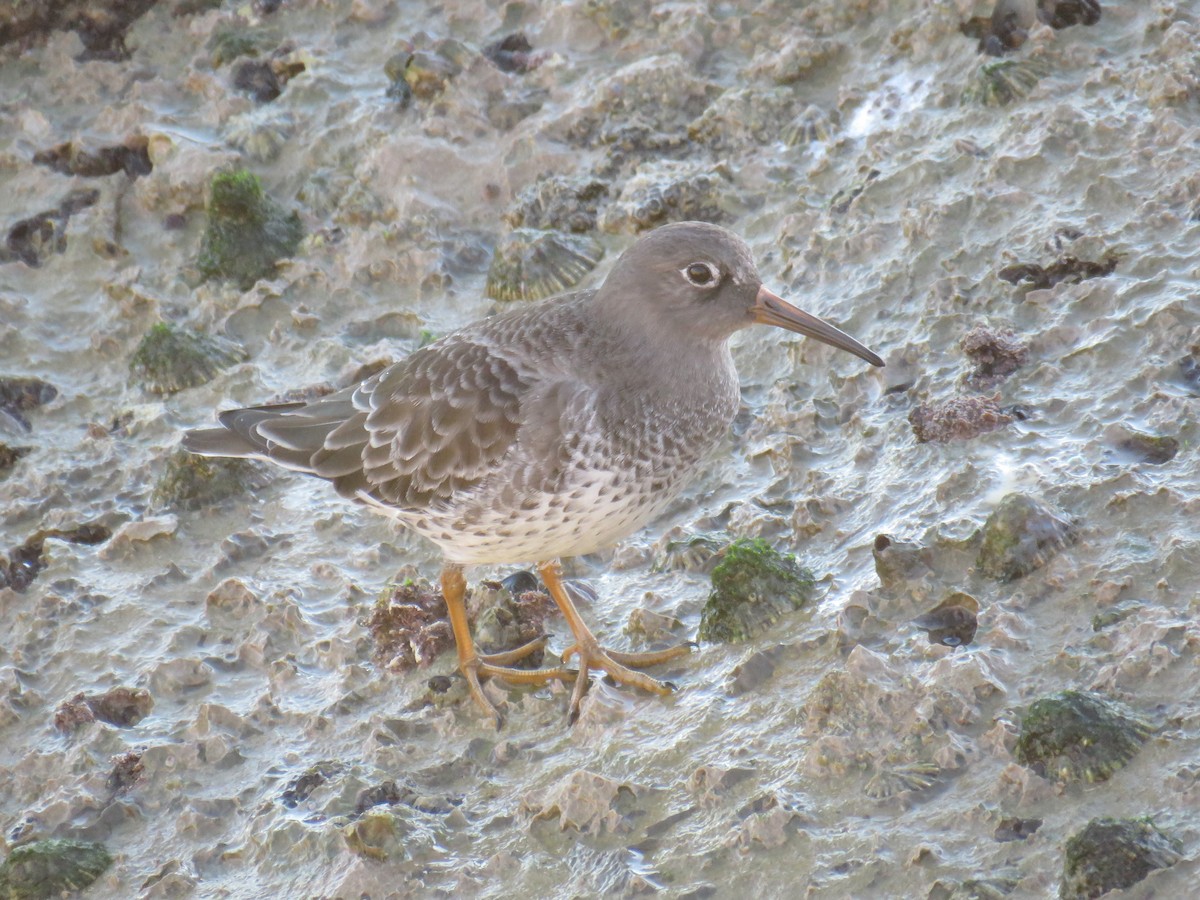 Purple Sandpiper - ML74987281