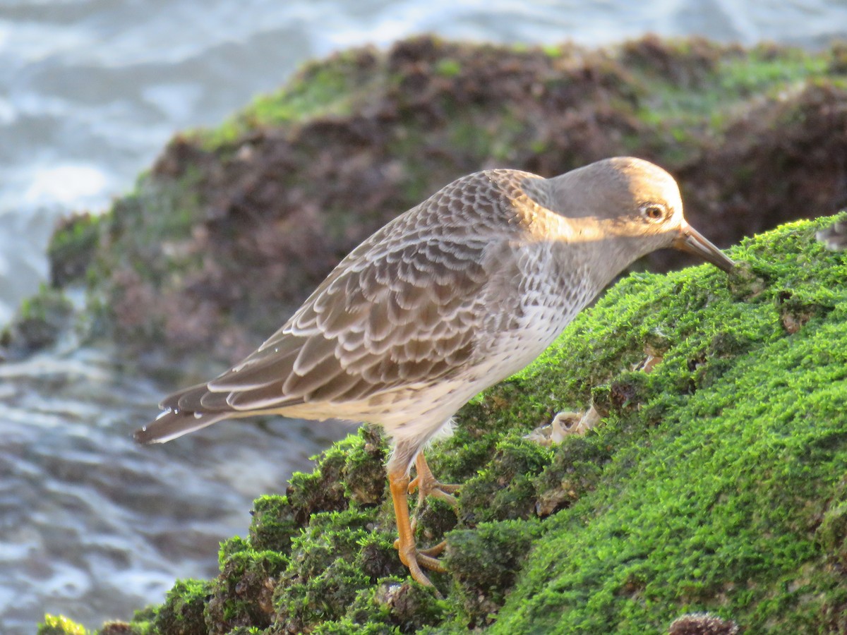 Purple Sandpiper - ML74987401