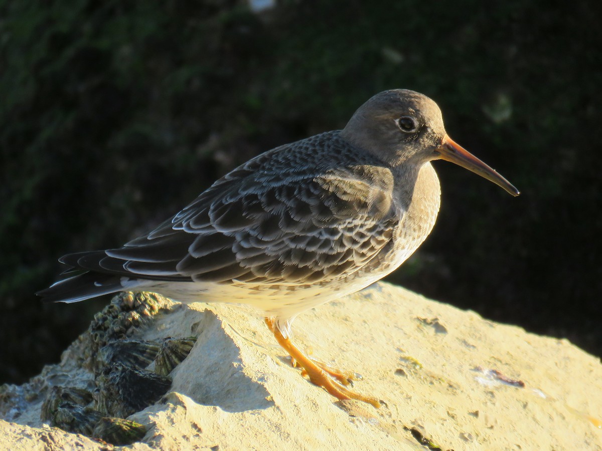 Purple Sandpiper - ML74987431