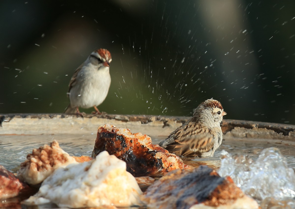 Chipping Sparrow - ML74988101