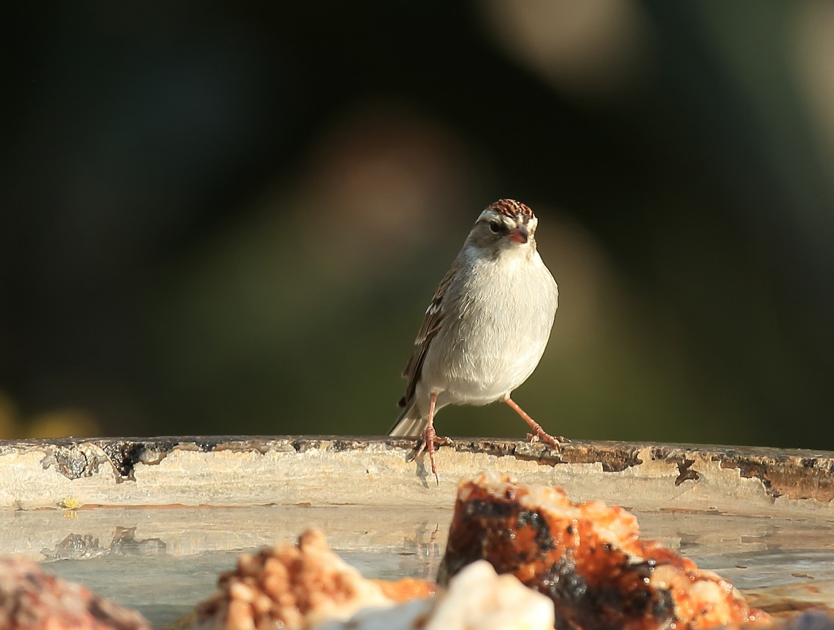 Chipping Sparrow - ML74988131