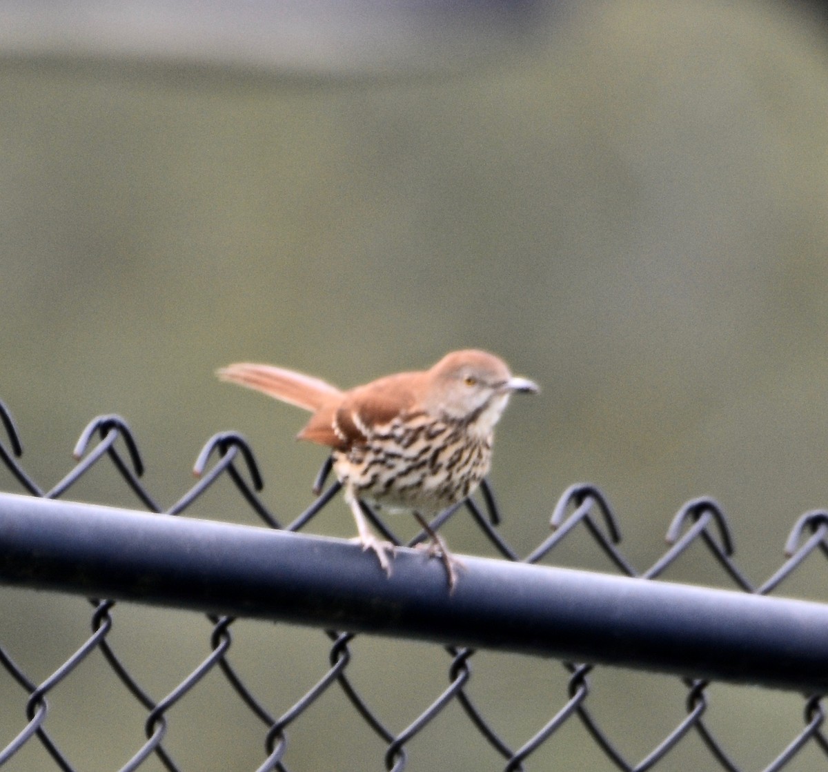 Brown Thrasher - ML74988171