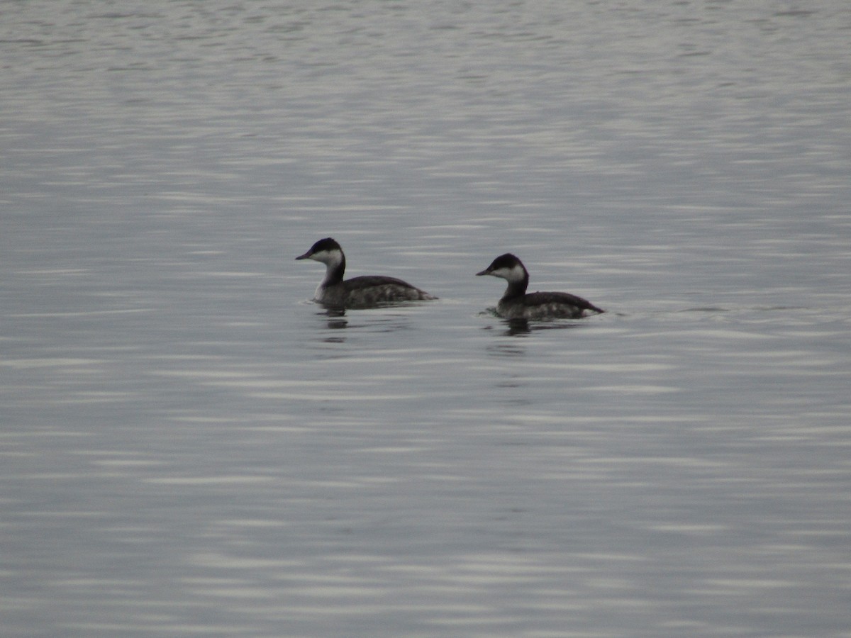 Horned Grebe - ML74989051