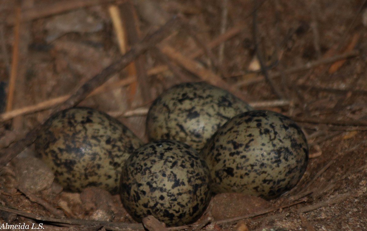 Southern Lapwing - ML74989871