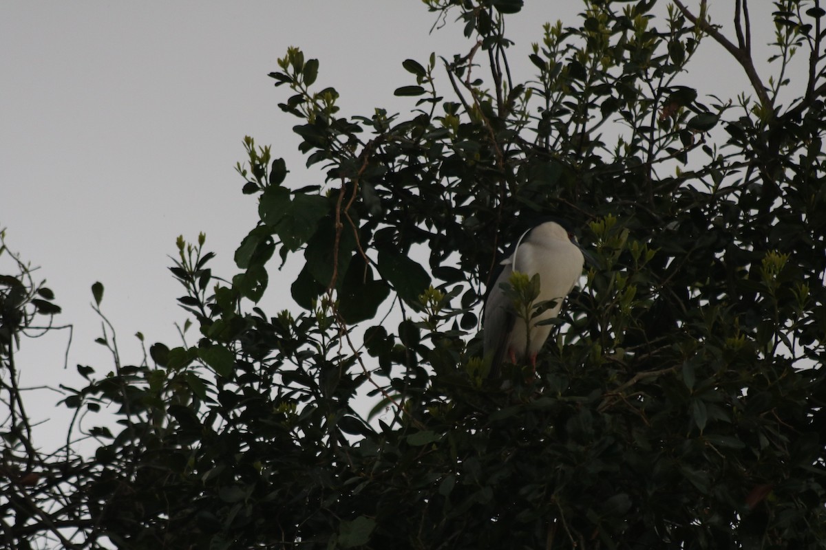 Black-crowned Night Heron - ML74990361