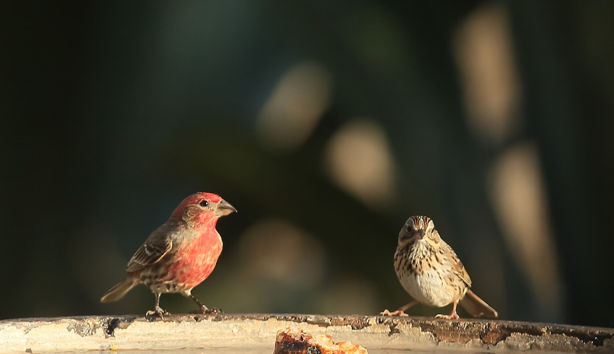 House Finch - ML74990521