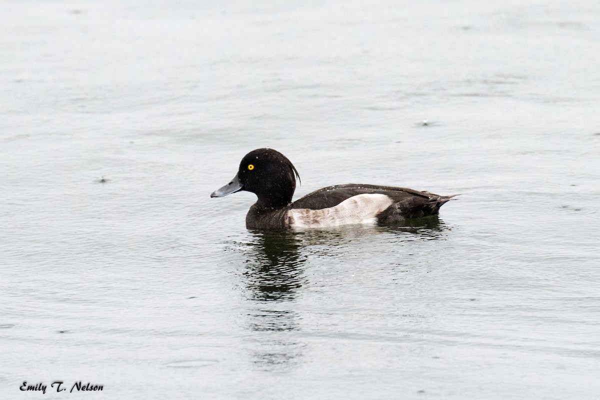 Tufted Duck - John Nelson