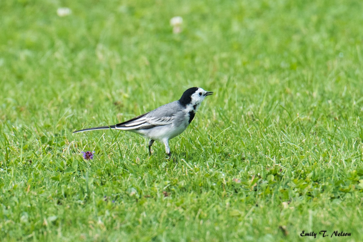 White Wagtail - ML74991961