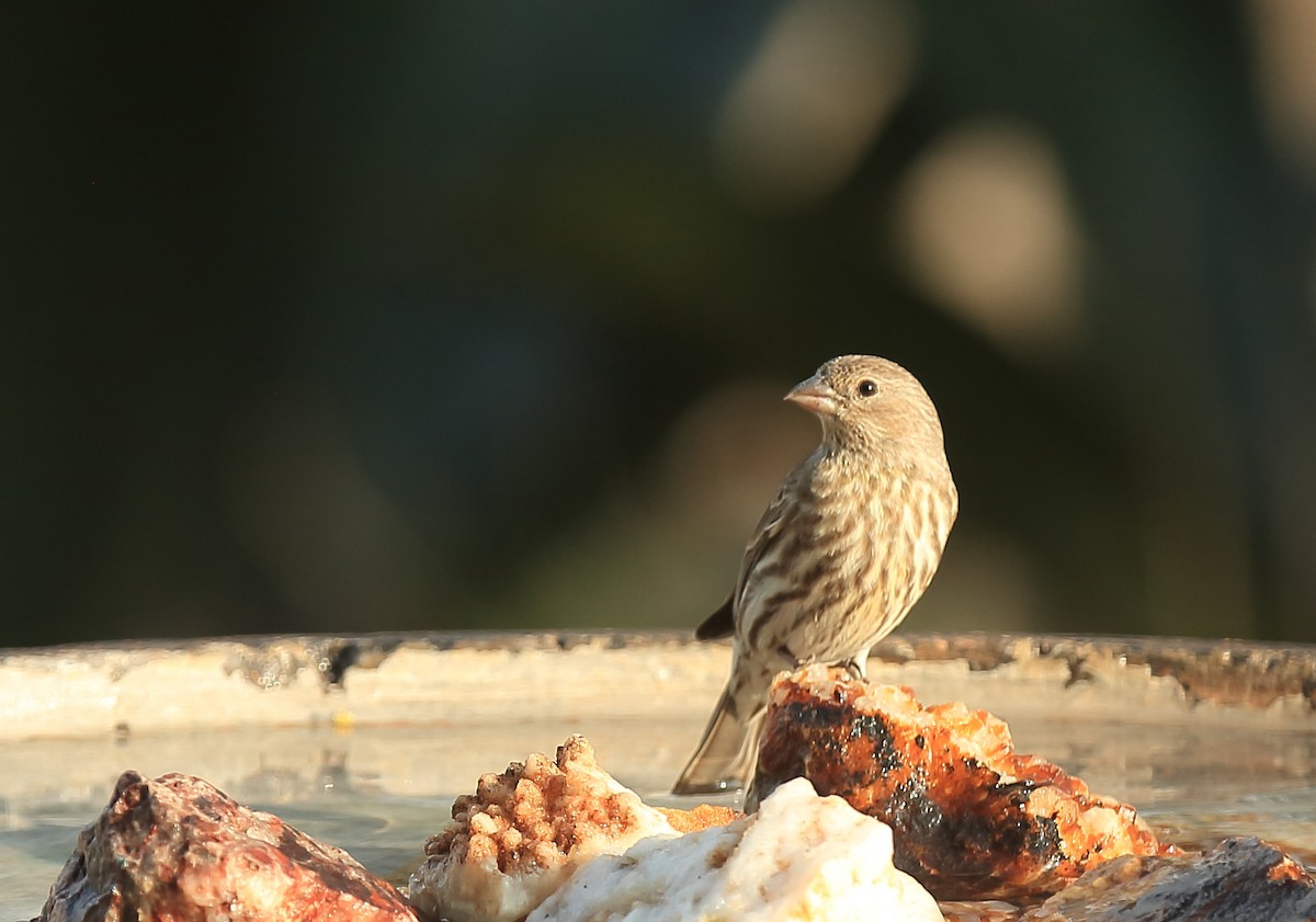 House Finch - ML74992011