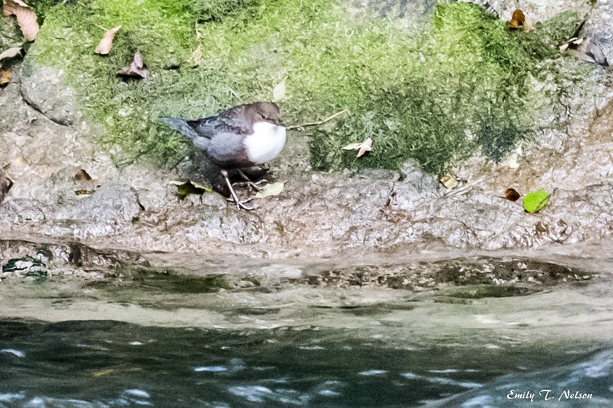 White-throated Dipper - ML74992161
