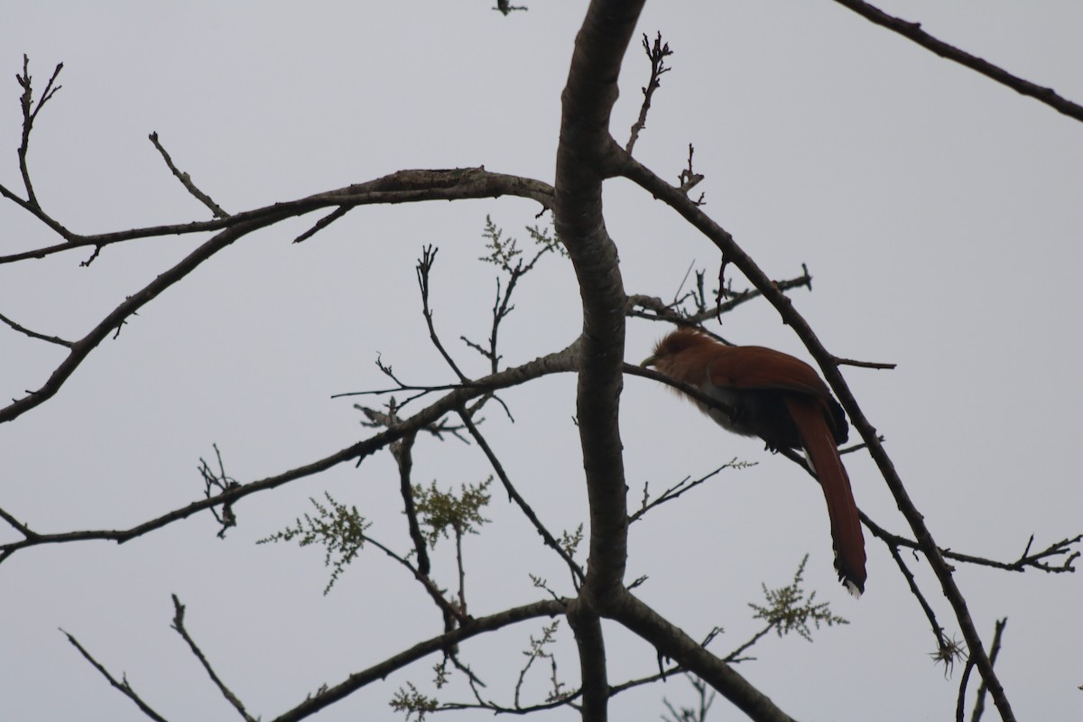 Squirrel Cuckoo - ML74992241