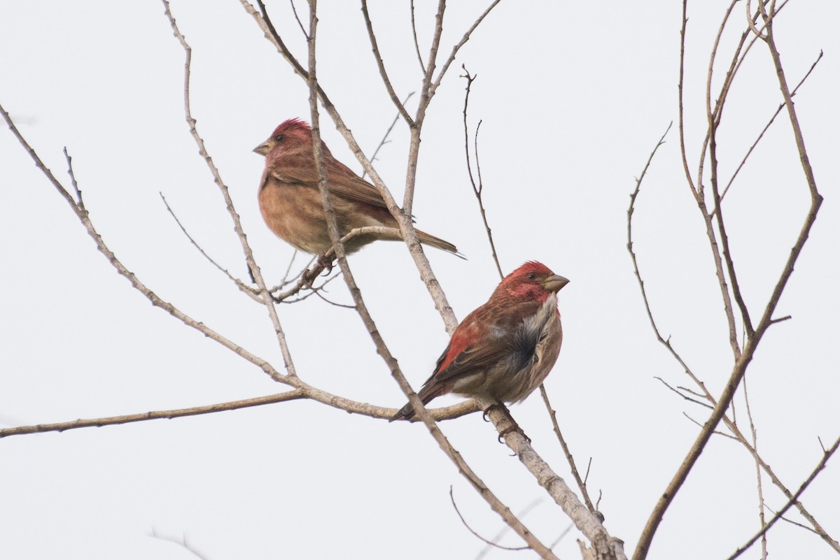 Purple Finch - ML74992251