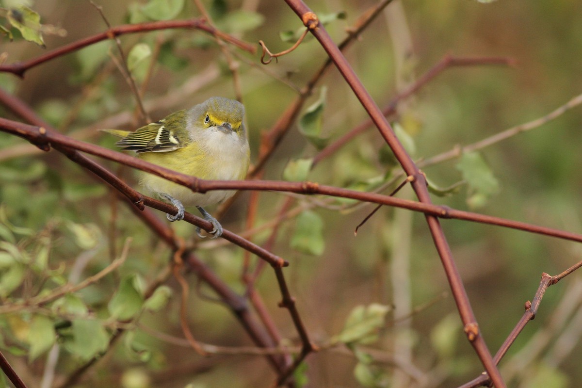 Vireo Ojiblanco - ML74992261