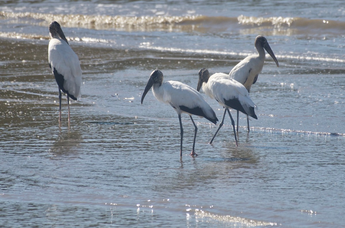 Wood Stork - Jan Cubilla