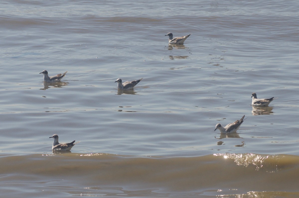 Franklin's Gull - ML74992931