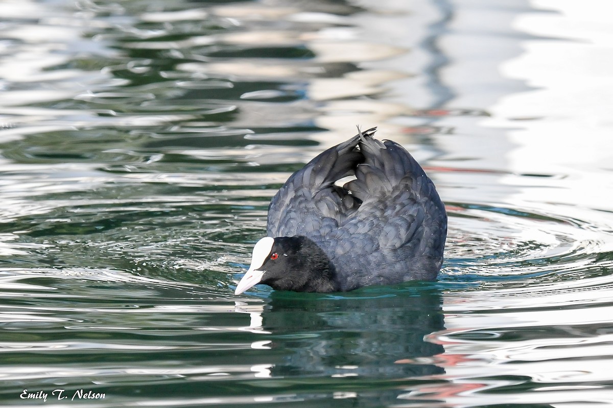 Eurasian Coot - ML74993031