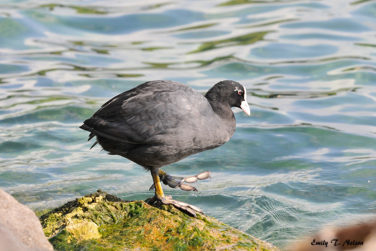 Eurasian Coot - John Nelson