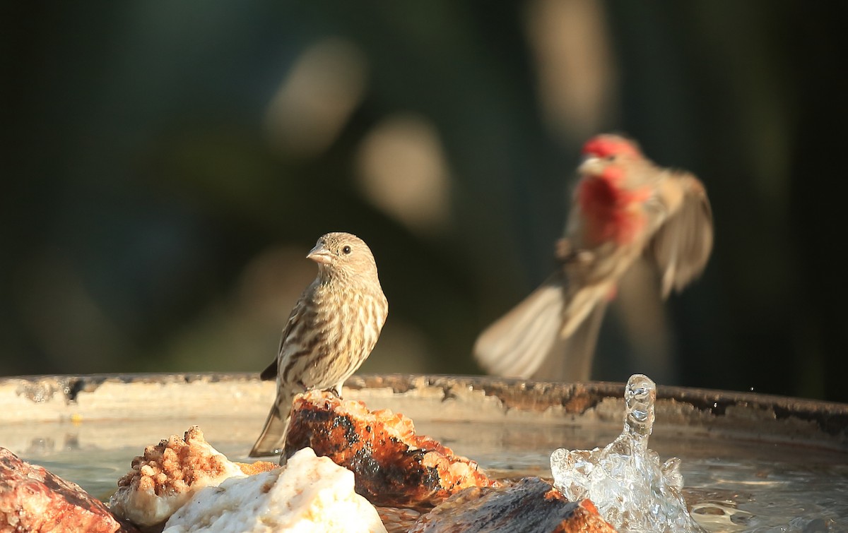 House Finch - ML74993231