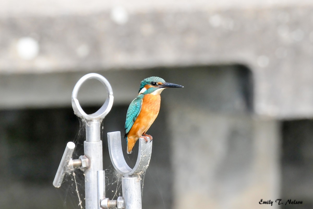 Martin-pêcheur d'Europe - ML74993491