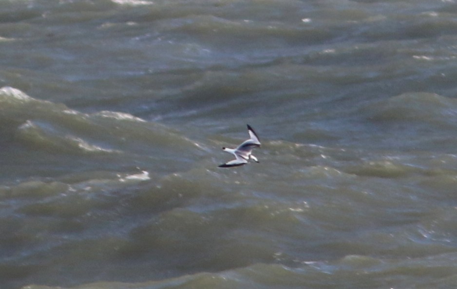 Black-legged Kittiwake - ML74994281