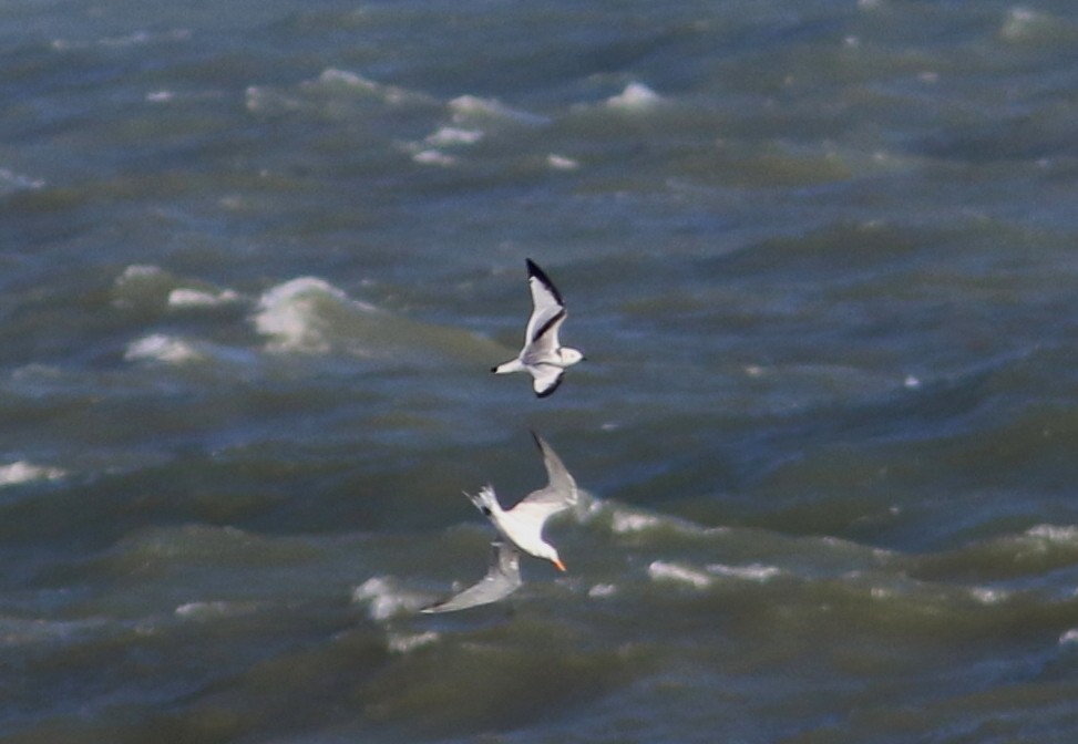 Black-legged Kittiwake - ML74994351