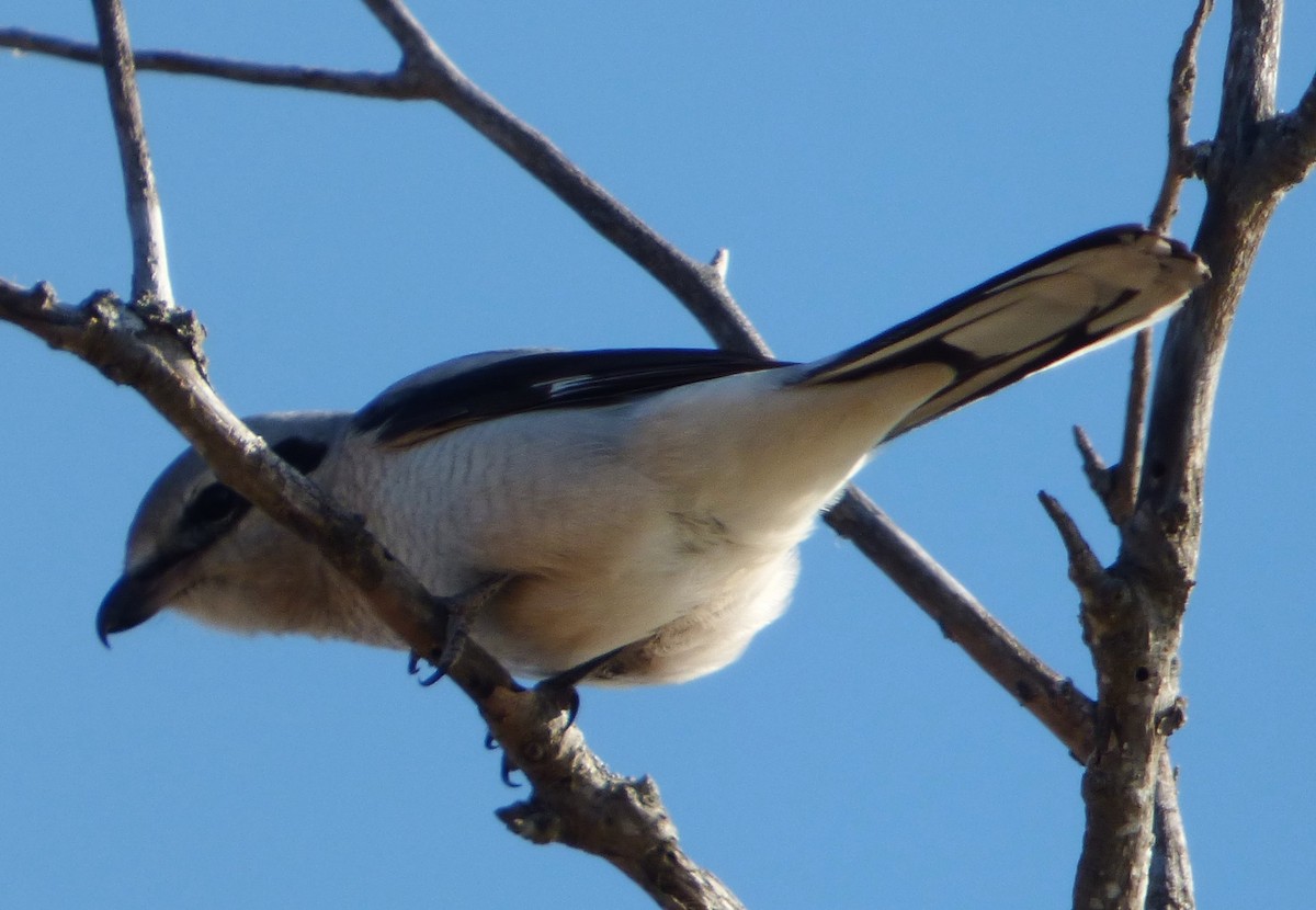 Northern Shrike - ML74994381