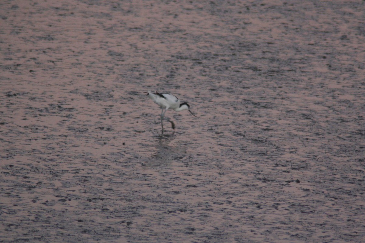 Pied Avocet - ML74995251