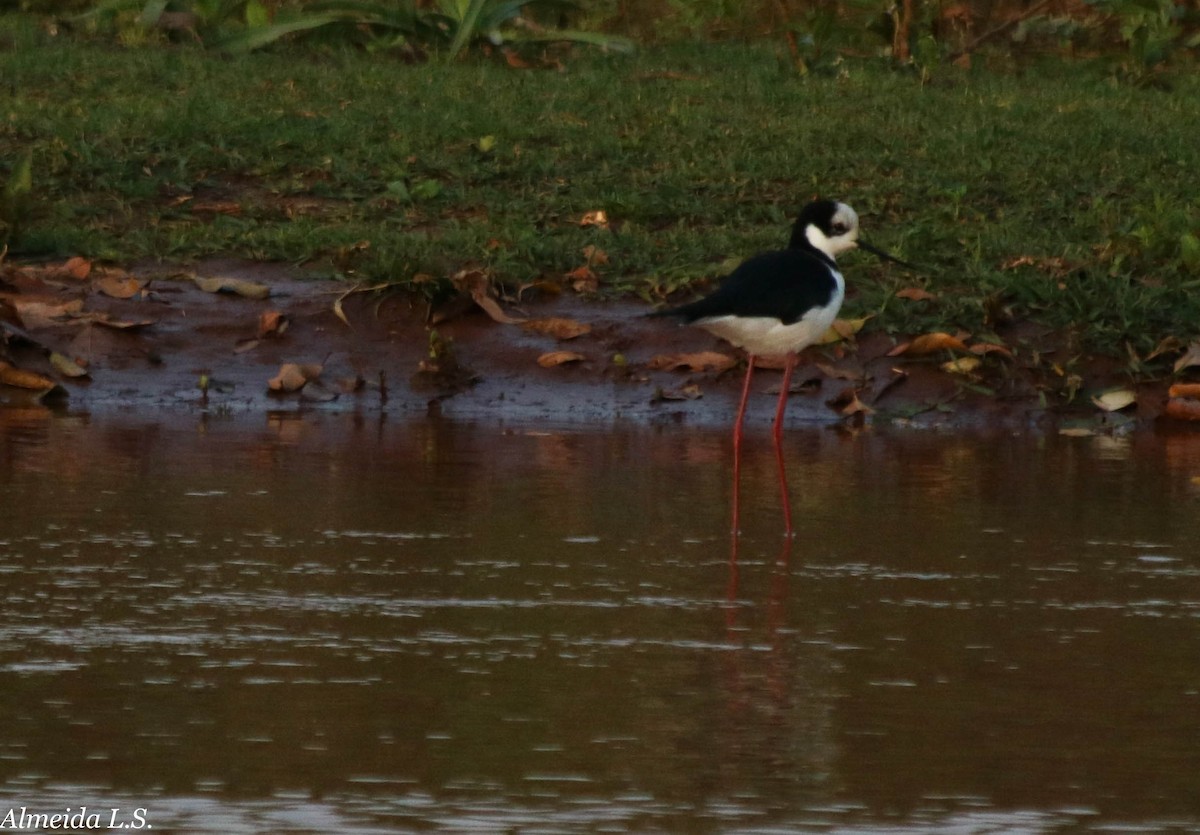 Black-necked Stilt (White-backed) - ML74995301