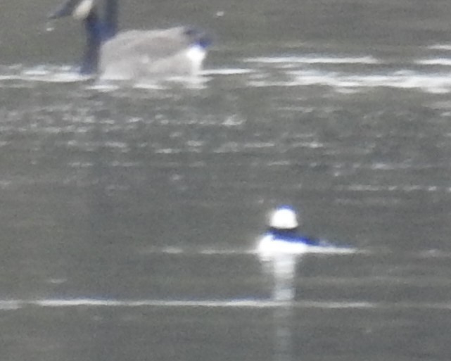 Bufflehead - ML74995311