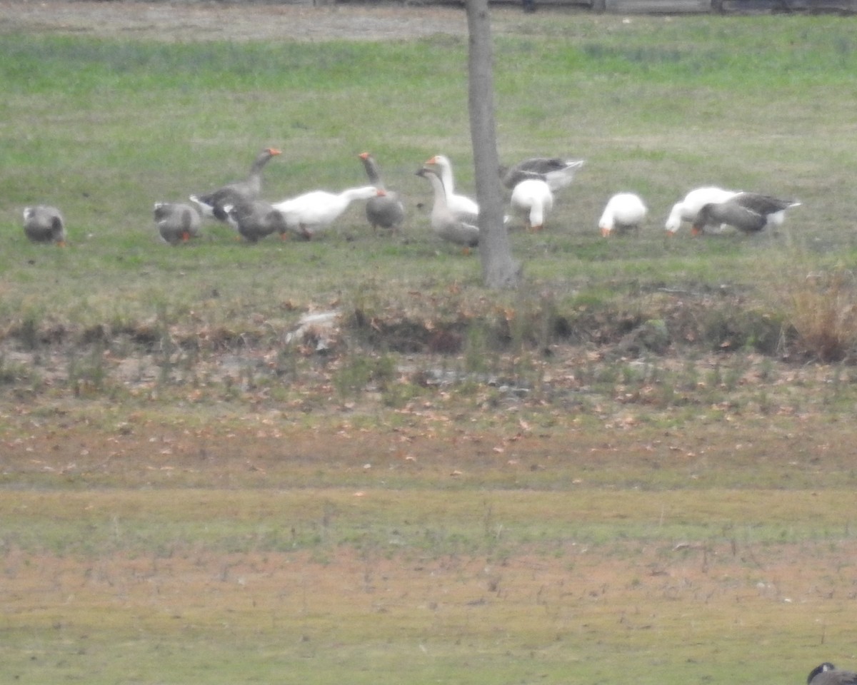 Domestic goose sp. (Domestic type) - Carlton Noll