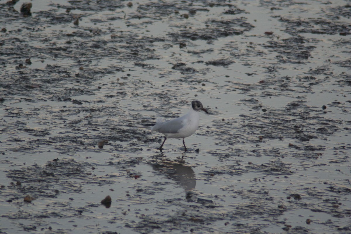 Black-headed Gull - ML74996051