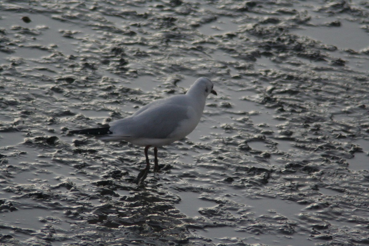 Black-headed Gull - ML74996061