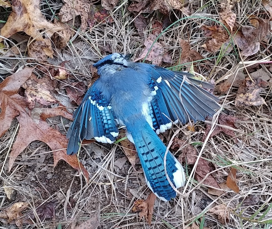 Blue Jay - ML74996331