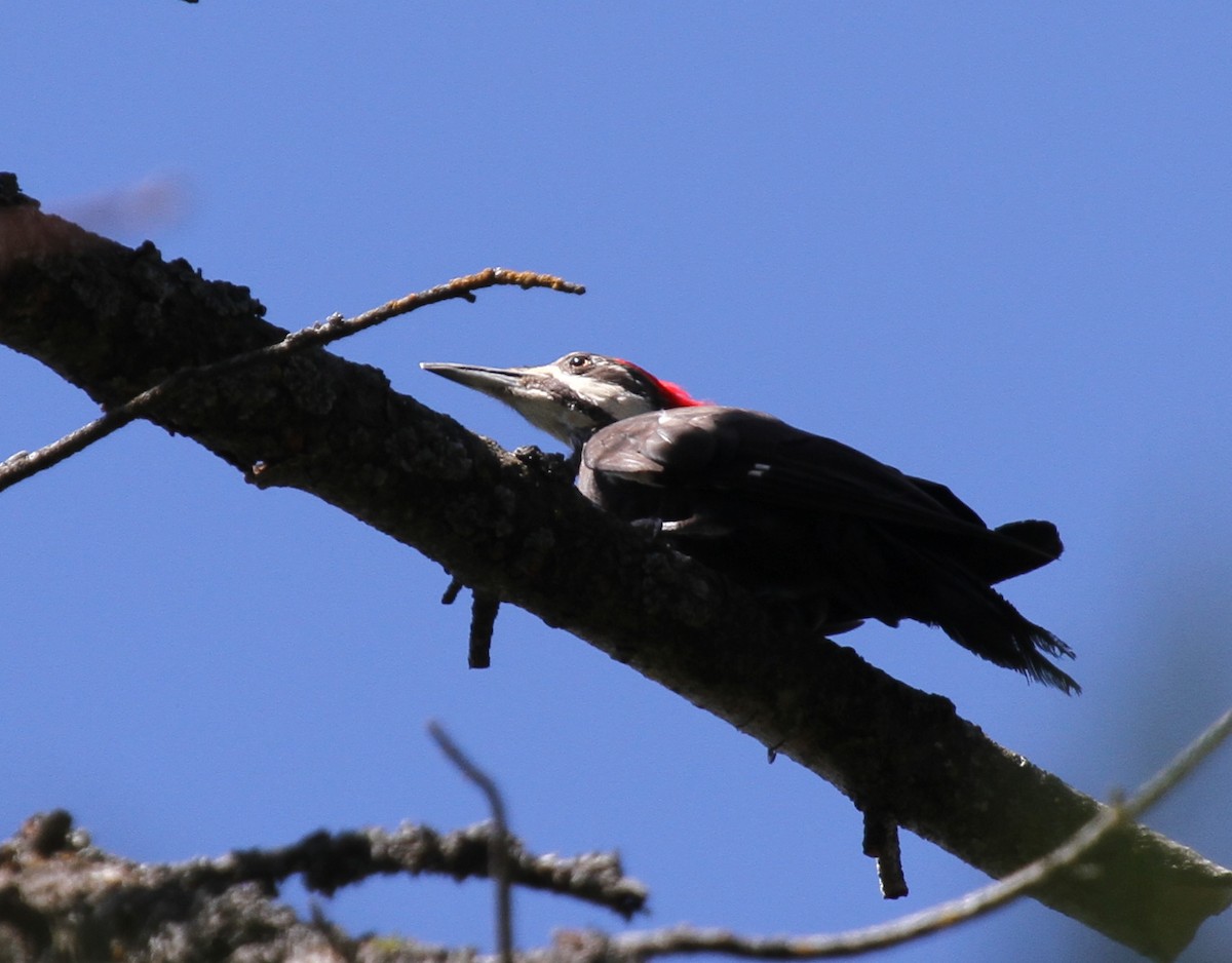 Pileated Woodpecker - Matthew Grube