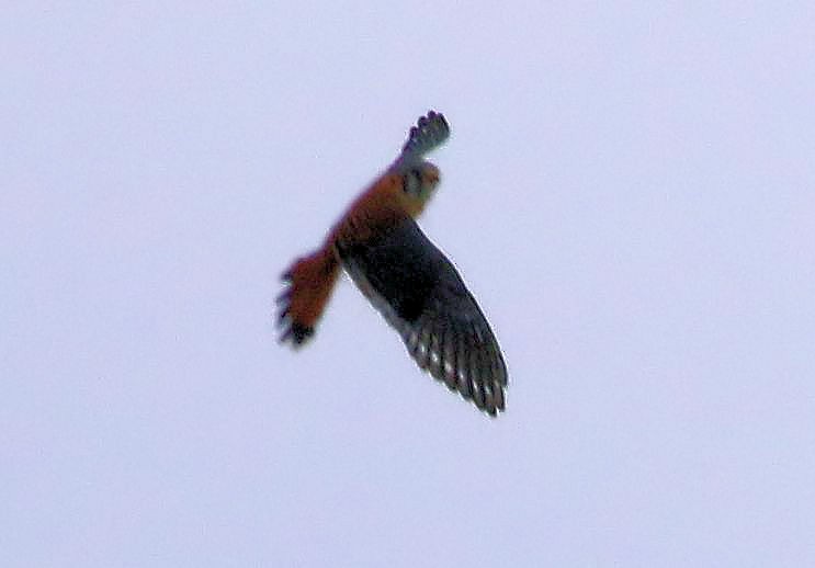 American Kestrel - ML74997431