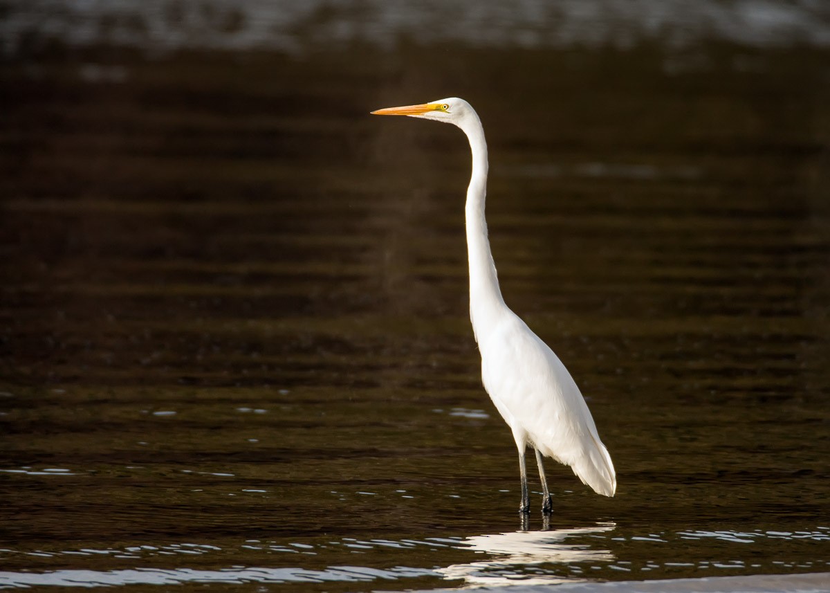 Great Egret - ML74999651