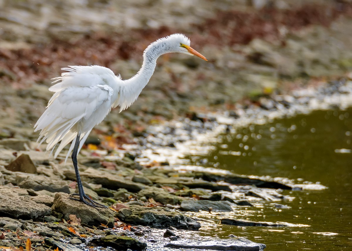 Great Egret - ML74999731