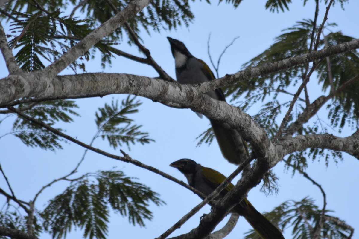 Black-headed Saltator - ML75001791