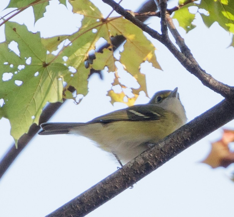 Ak Gözlü Vireo - ML75007071