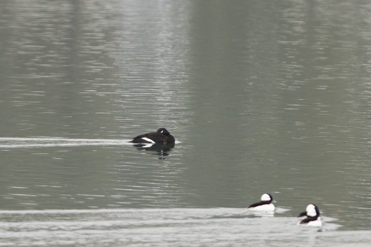 White-winged Scoter - ML75007371