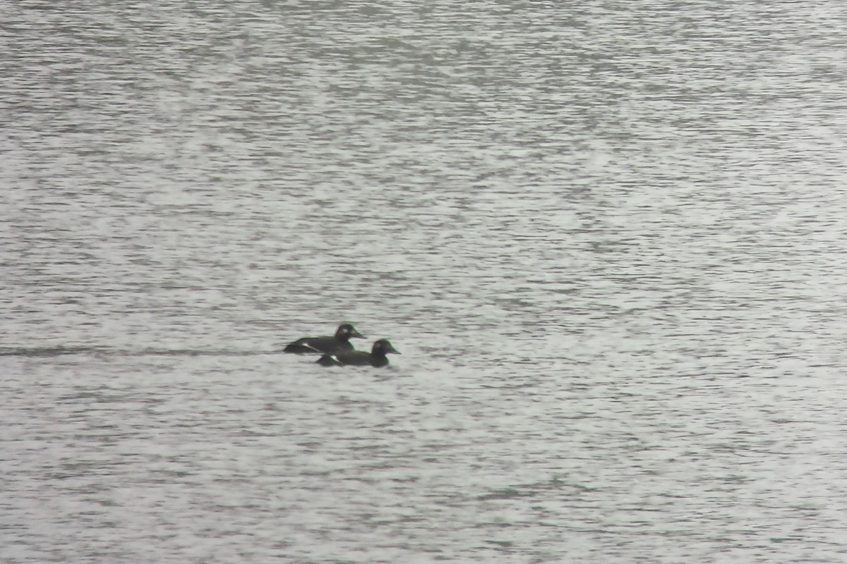 White-winged Scoter - Joshua Covill